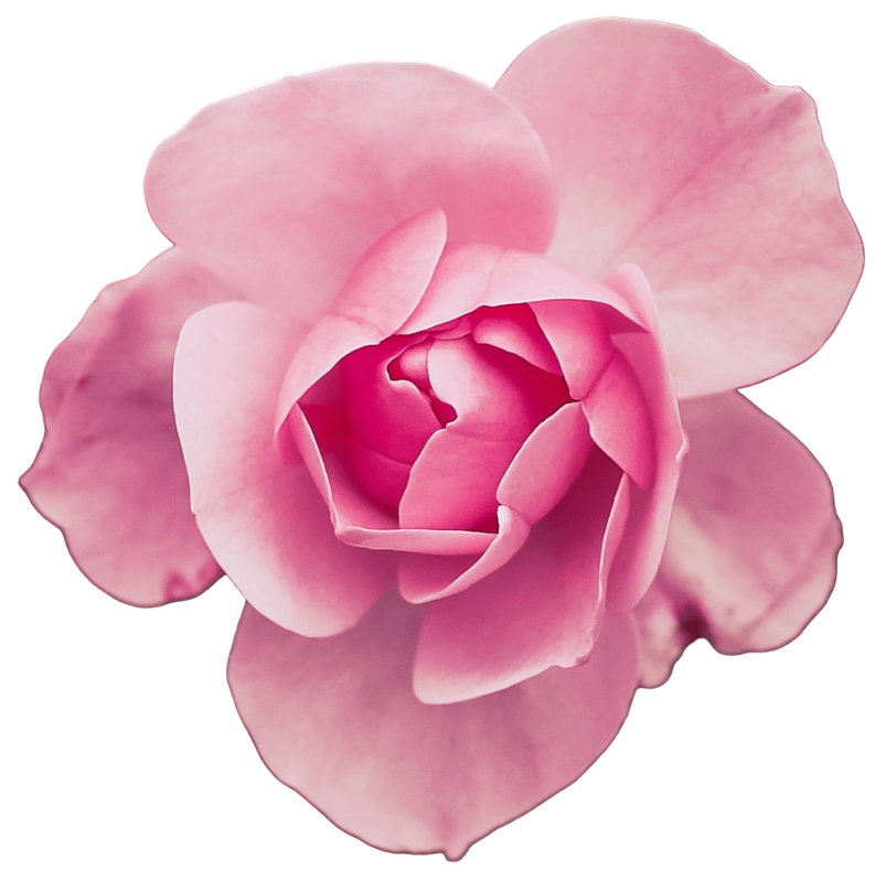 Pink Rose 1