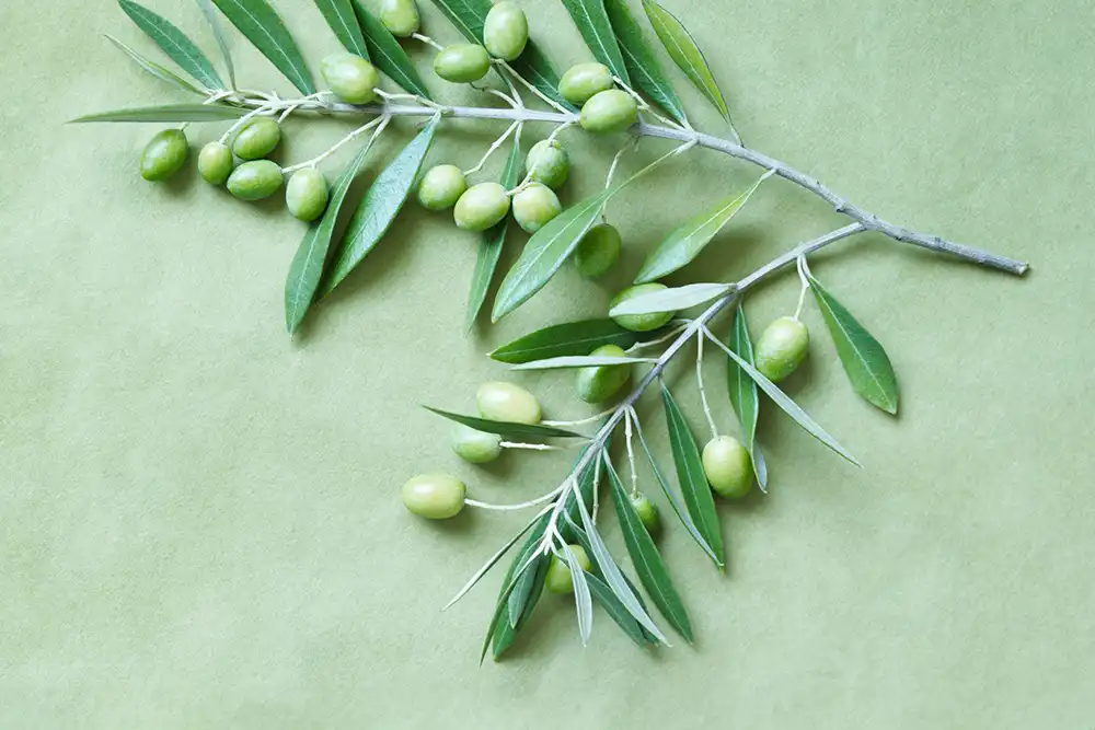 Olive leaf extract
