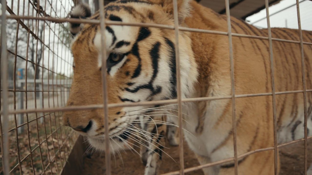 Tiger.King.S01E01.Non.Un.Joe.Qualunque.iTALiAN.MULTi.1080p.WEB.x264-MeM.mkv_snapshot_07.33_[2020.04.