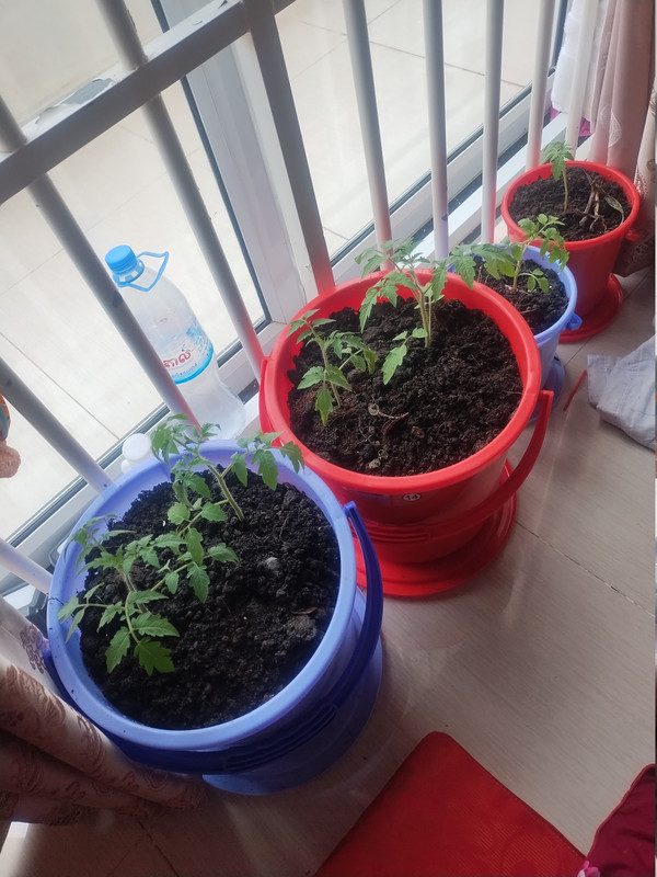 Tomatoes260914