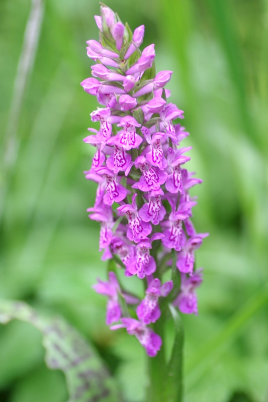 2018 - 05 - 15 (010)