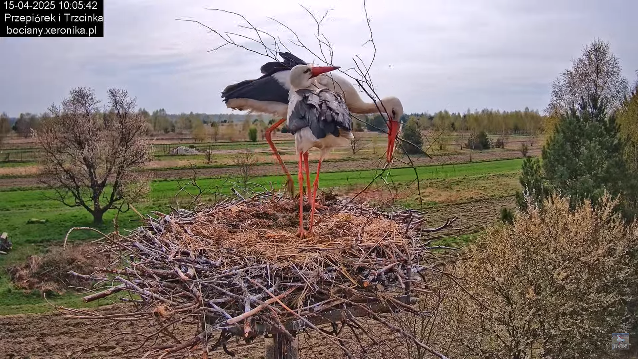 15042025bociany11