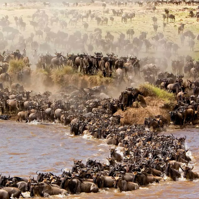 Wildebeest