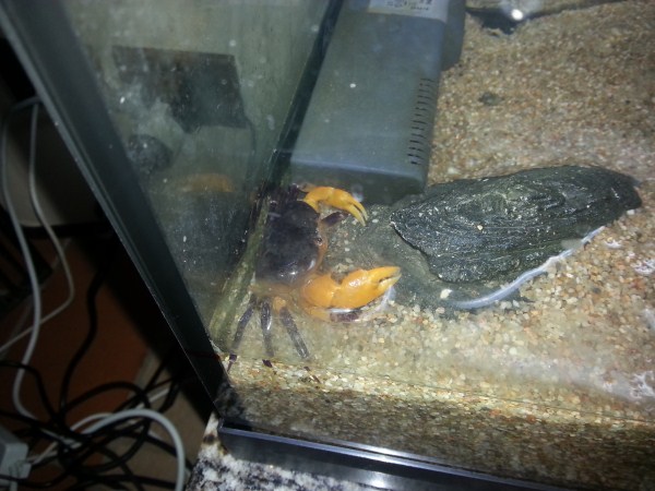 20131219_214346_Via Padre Eugenio Barsanti (600 