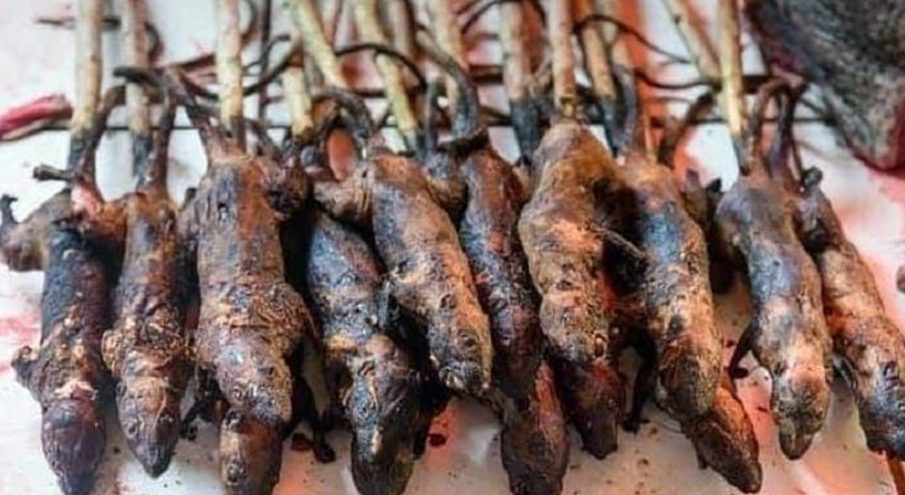 Makanan Ekstrem Tikus, Kelezatan Yang Menggugah Selera