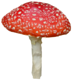 Siempre Libre & Glitters y Gifs Animados Nº345 Mushrooms04-Waldlichtelfe-co-uk