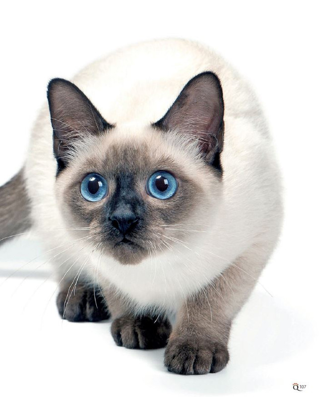 QuattroZampe Gen 2022 (12)