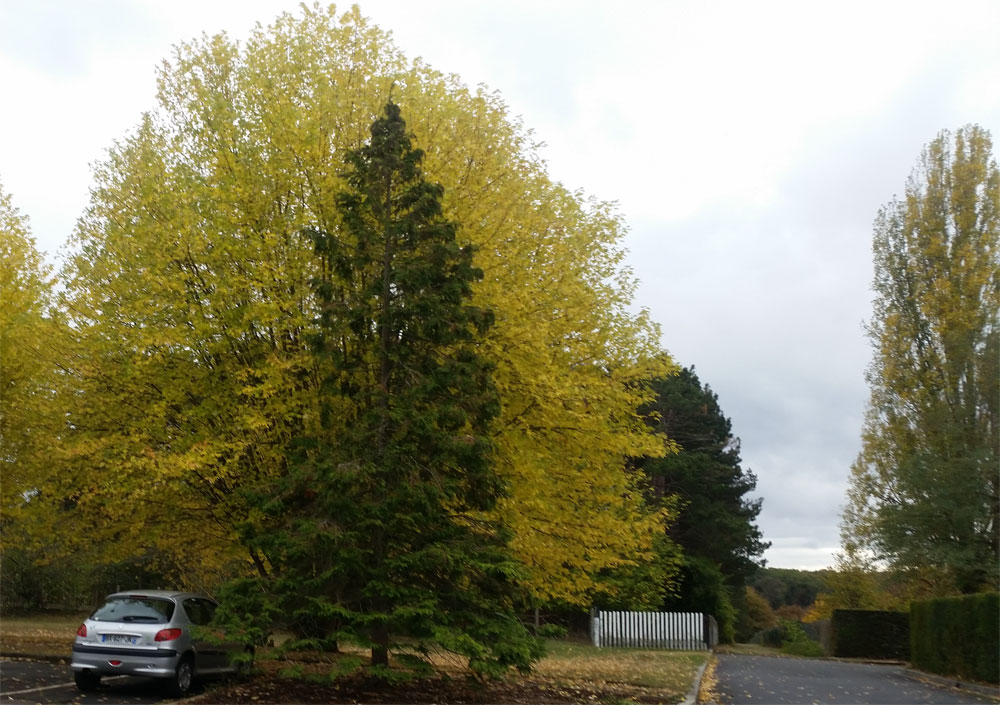 [Image: 20181101-110305.jpg]