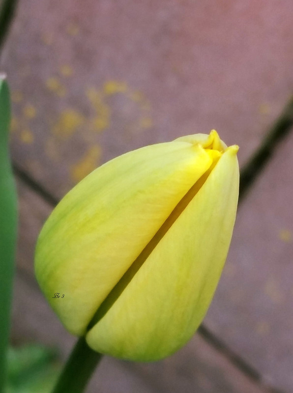 [Image: Tulip1.jpg]