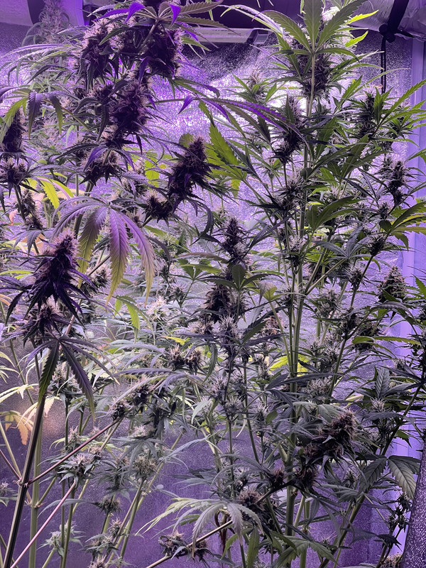 A0187B43-C457-43D3-8D71-53122158A21F