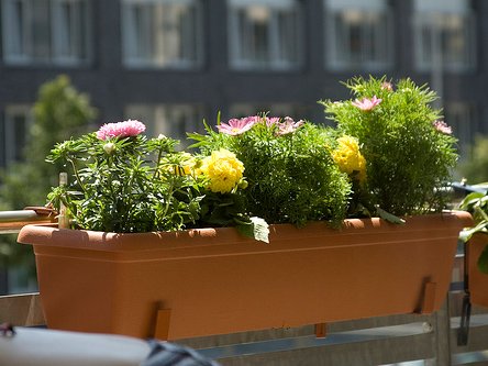 1270779281_balkoncvet