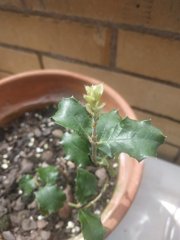 WhatsApp Image 2020-05-27 at 13.25.36 (3)