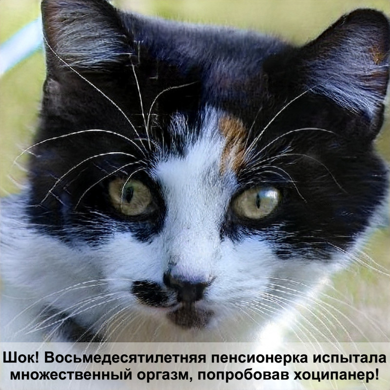 белая кошка в доме