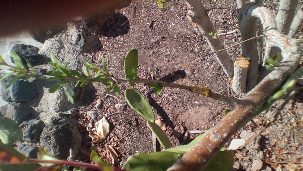 IMG_20170913_1625530_rewind