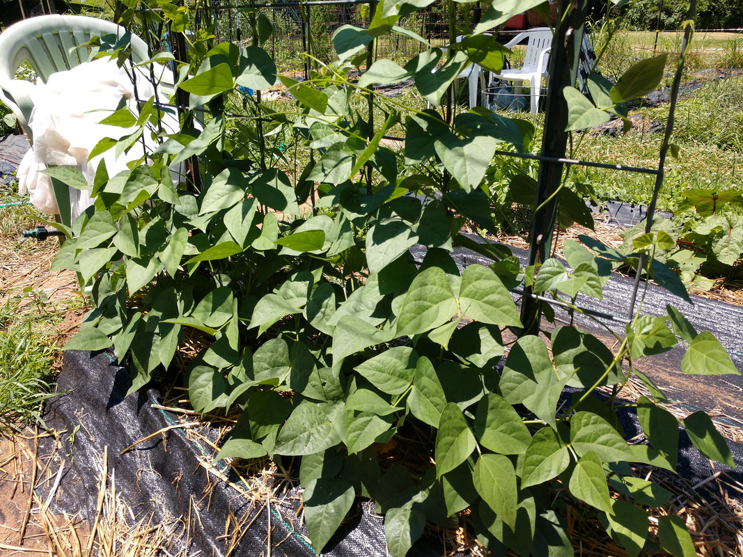 R34 AL Blackeyed Butter IMG_20200710_125047613