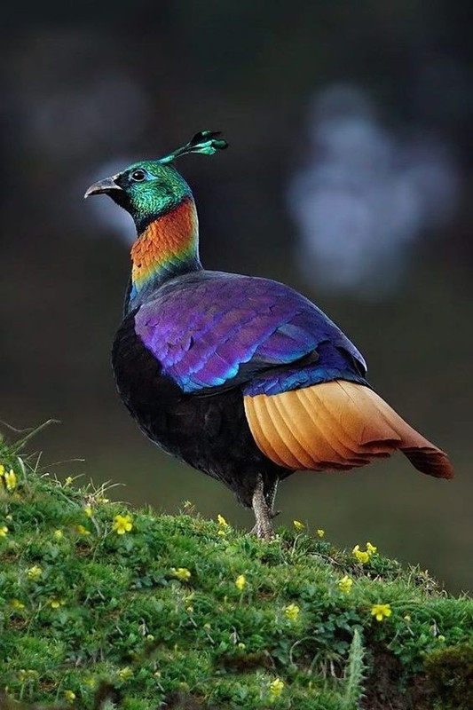 purplepeahen.jpg