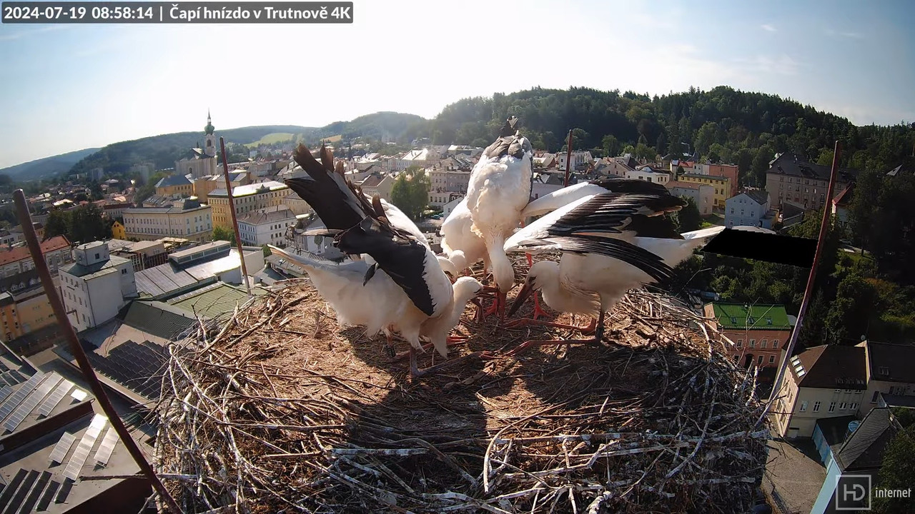 Tiešraidē no stārķa ligzdas uz alus darītavas skursteņa Trutnovā 10-46-51 screenshot