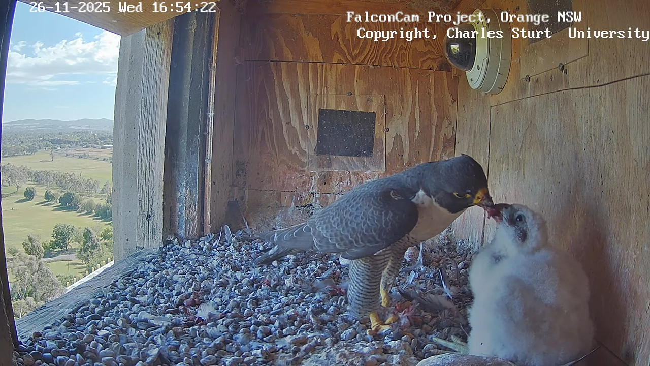 Box Camera Falcon Cam Project LIVE 9 26 17 screenshot (1)
