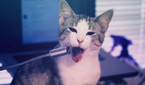 Gato interrumpe presentación de canto y se vuelve viral