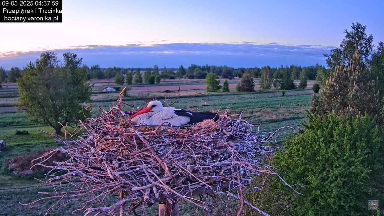 09052025bociany4