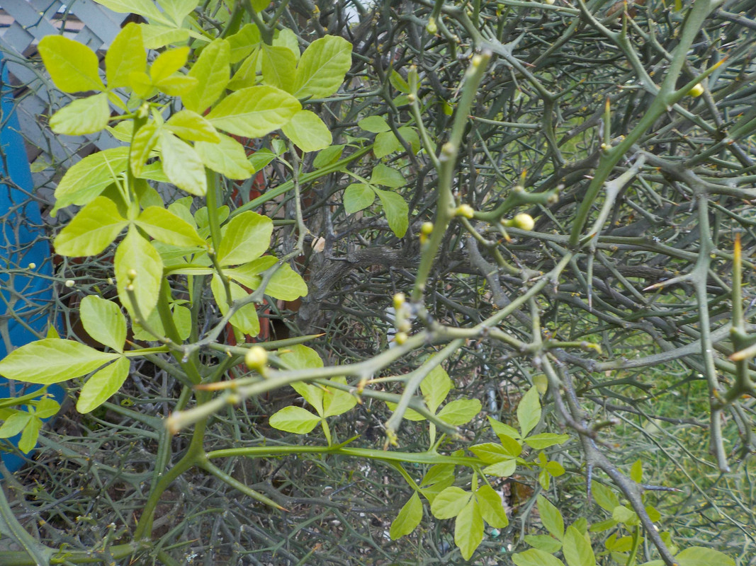 Trifoliate branch on large Prague 4-15-24