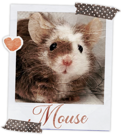 Mouse