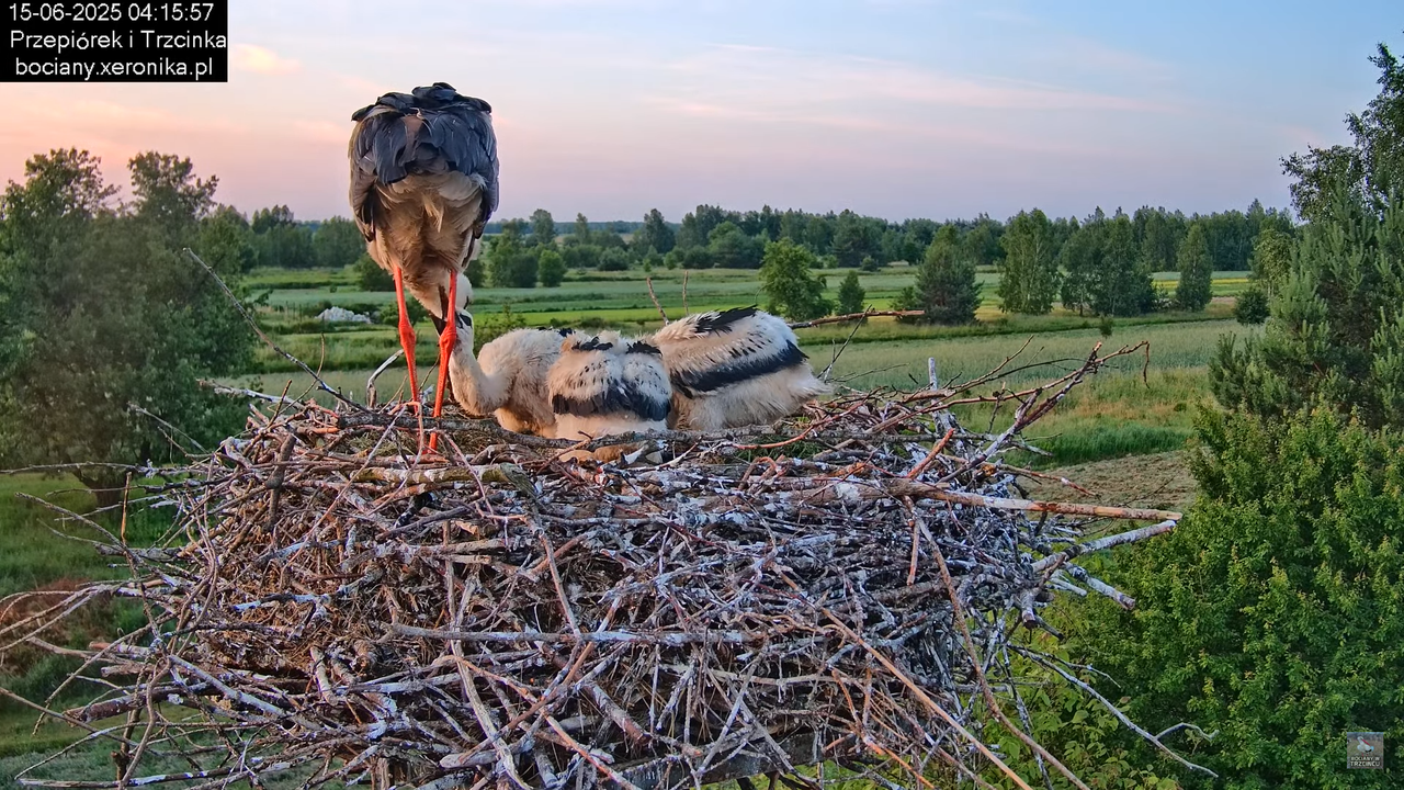 15062025bociany3
