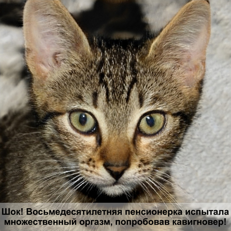 самая большая кошка на земле