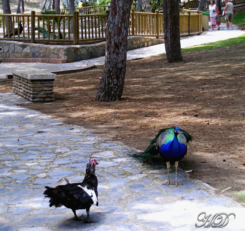 animal-Peeacock-turkey-HD.jpg