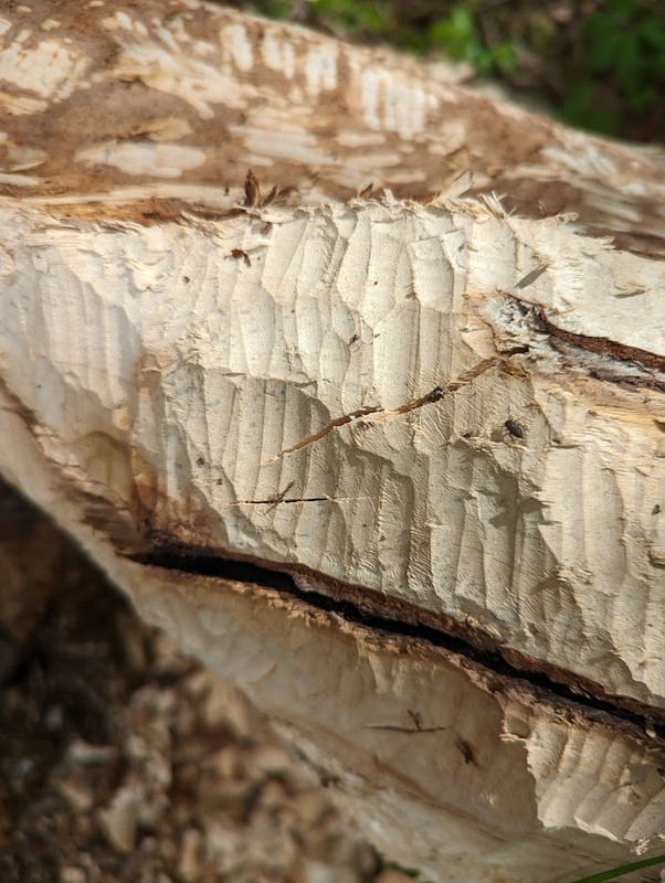 PXL_20230603_101427459