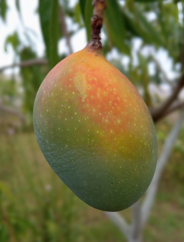 IMG_20240522_074632187_PORTRAIT~2