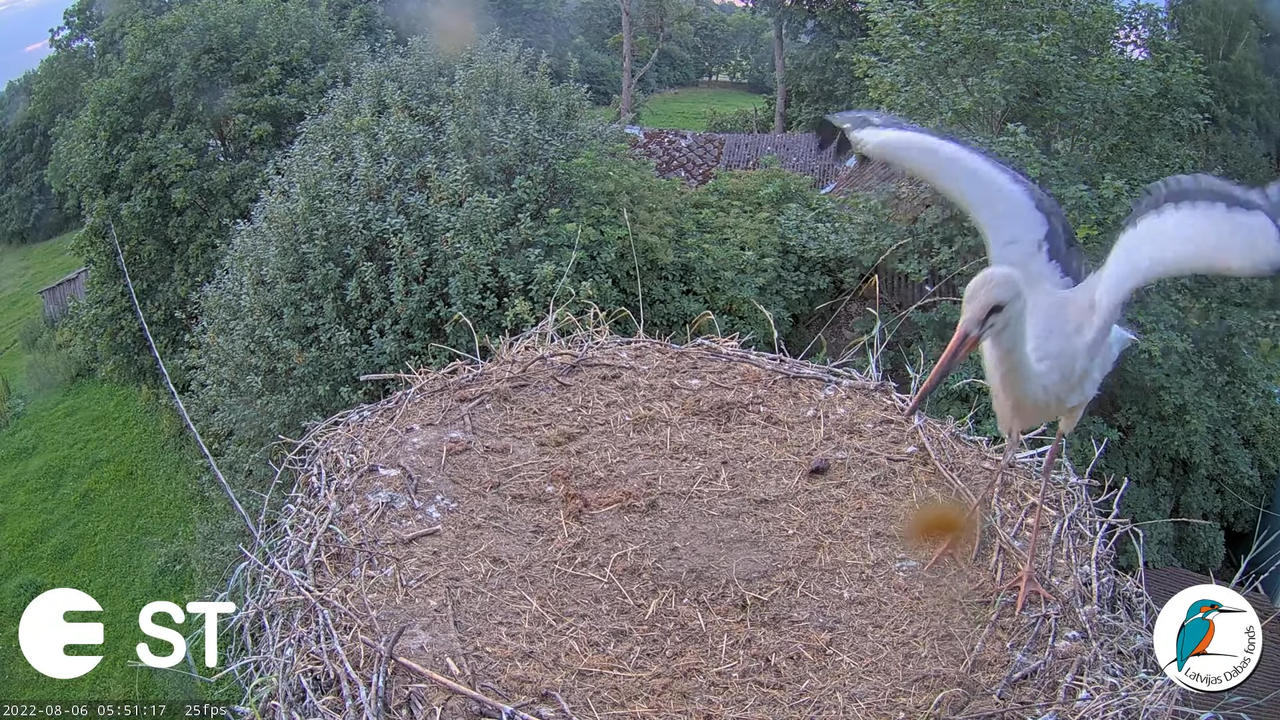 Baltie stārķi (Ciconia ciconia) Tukuma novadā - LDF tiešraide __ White storks in Tukums, Latvia 7-47