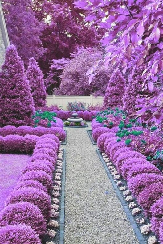 purpleshrubs.jpg