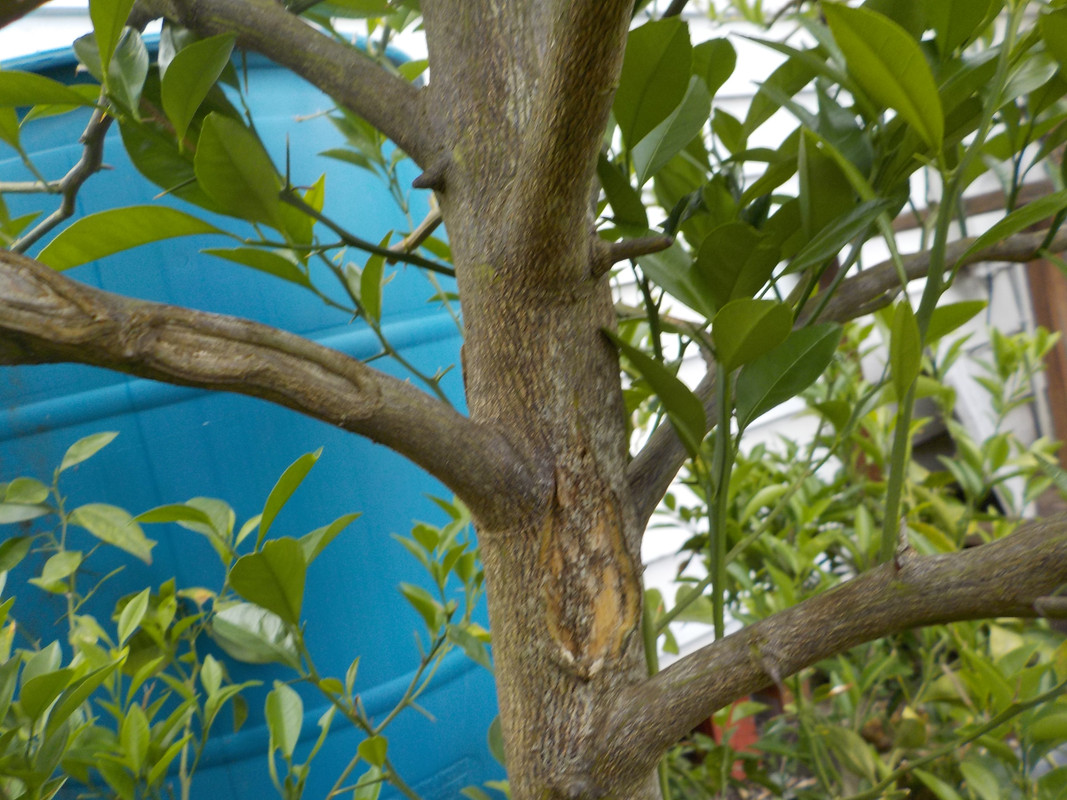 Changsha bark split 6-24