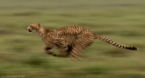 Cheetah4a3cfc2987e116ff1dbce17e38d959.gif