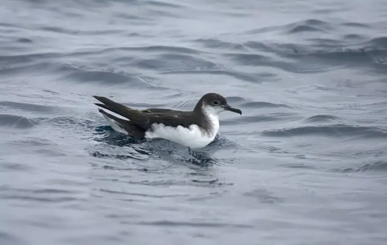 The Manx Shearwater Conundrum