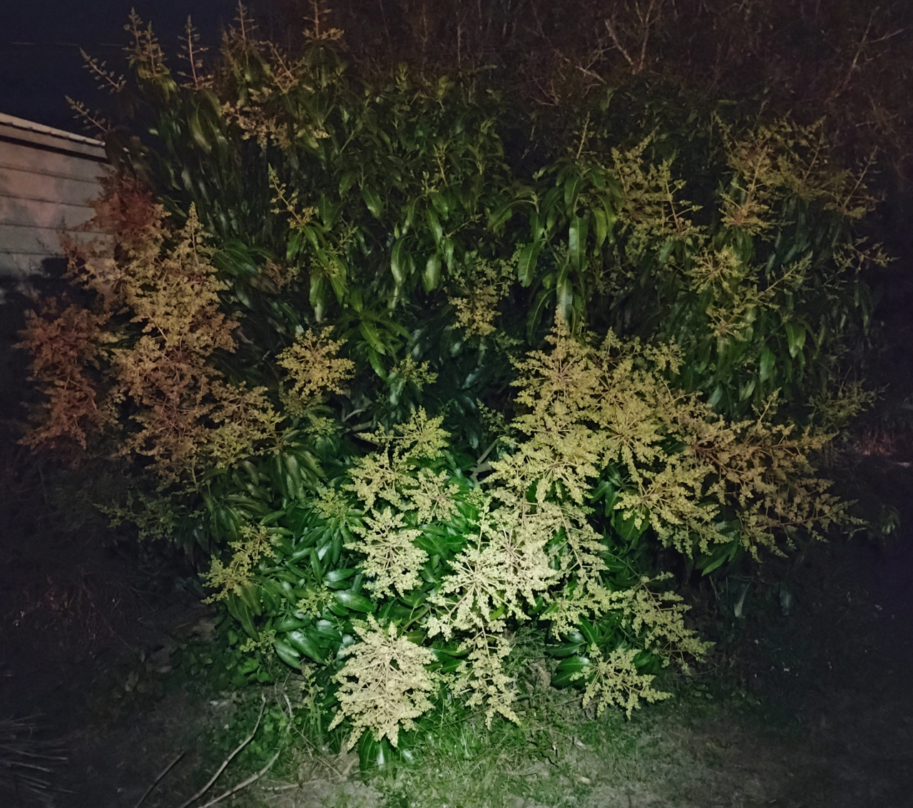 IMG 20251230 204258808 2