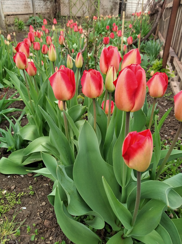 IMG_20210426_084527 (1)