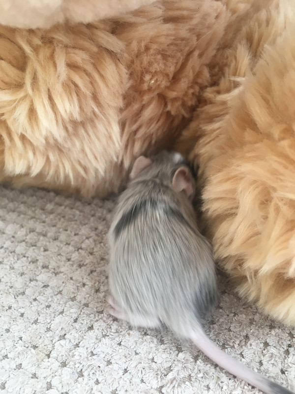 28C11E17-86E4-4D7D-851D-53331AFF53E7