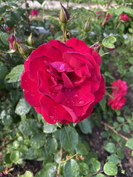 https://i.postimg.cc/LXQwVpH8/IMG-5398.jpg