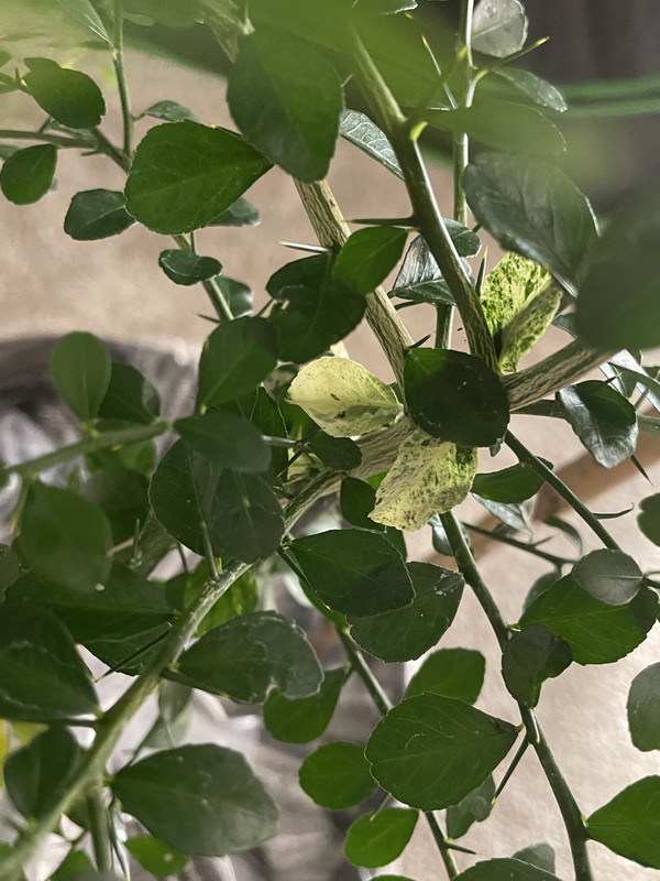 1E079F8C-1371-4607-981F-F18B659EC166