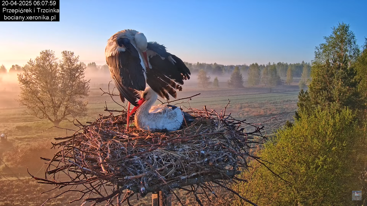 20042025bociany19