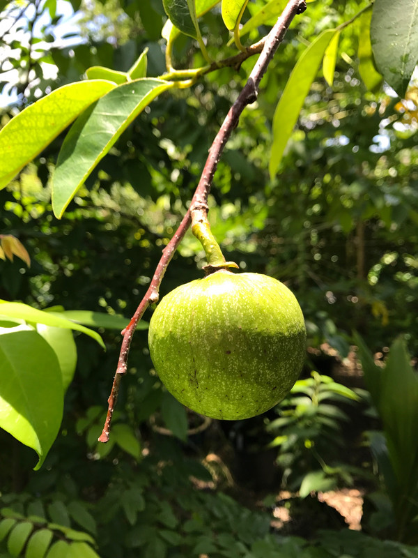 Pineapple Annona LOL 7 2017