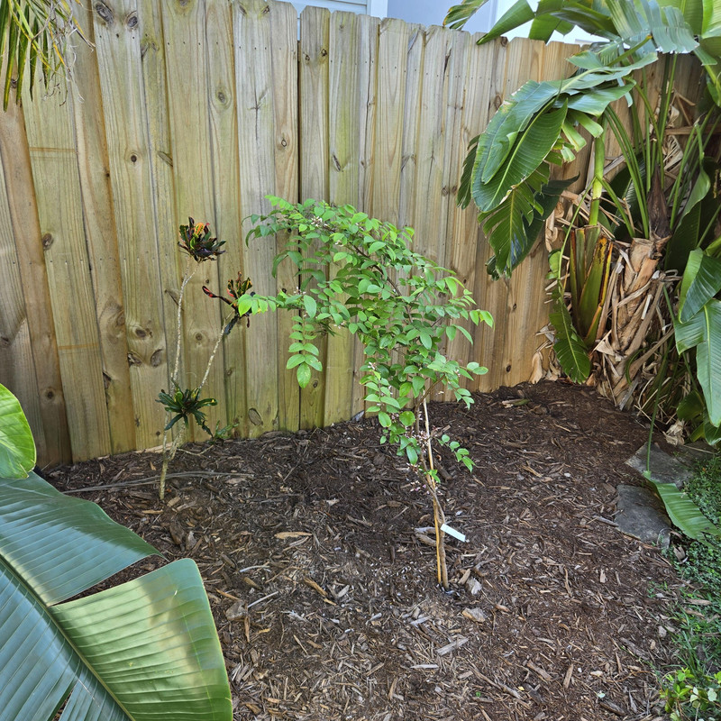 shared image 10