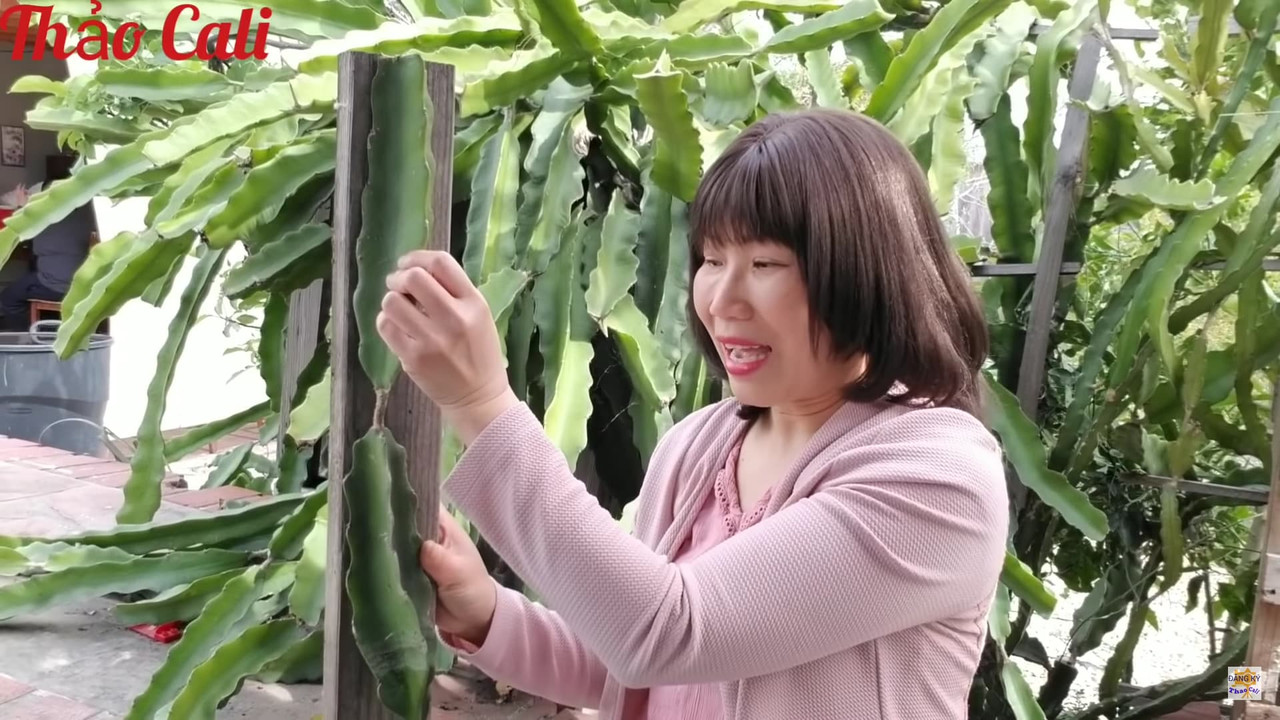 wooden-post-for-dragon-fruit.jpg