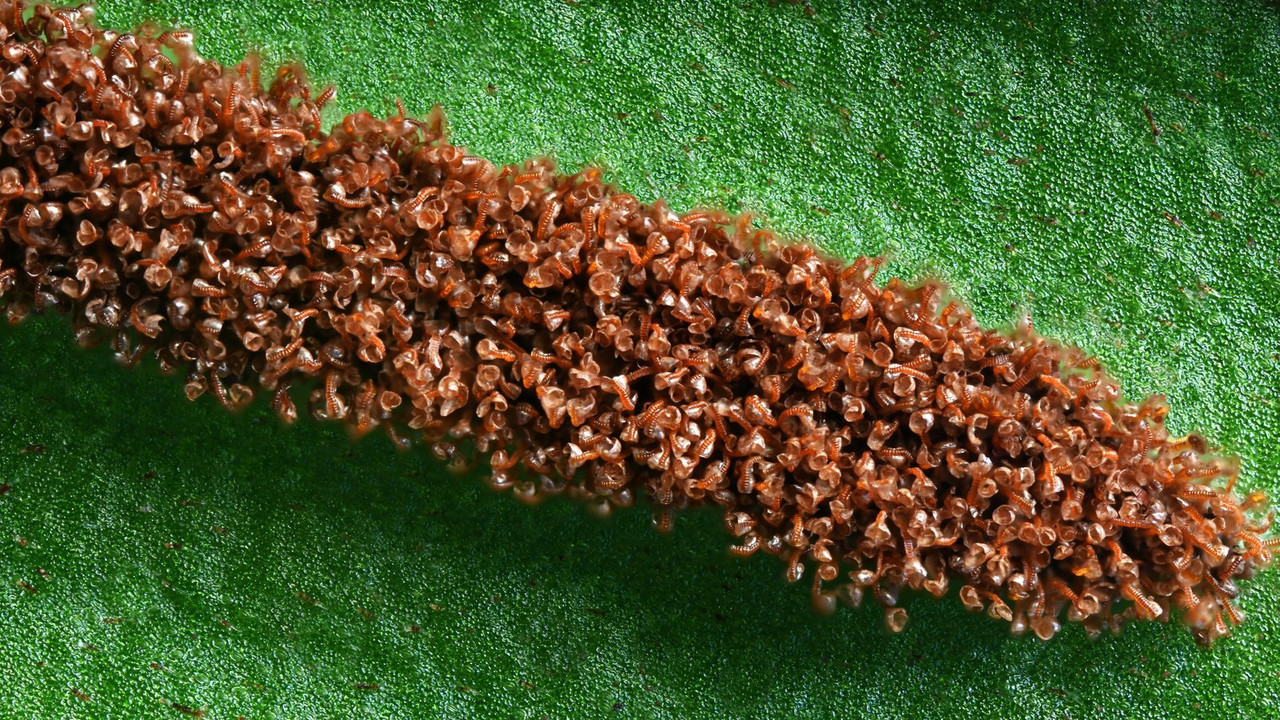 Farn 02 Hirschzunge Asplenium scolopendrium Sporangien geöffnet Garten Laowa 5x Stack 33