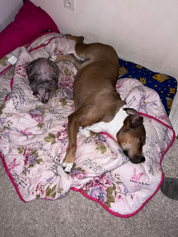 A05DA0D9-5179-4A39-8C87-6DCC0DD9D768