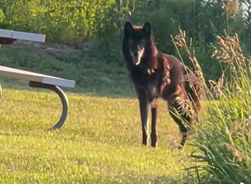Wolf