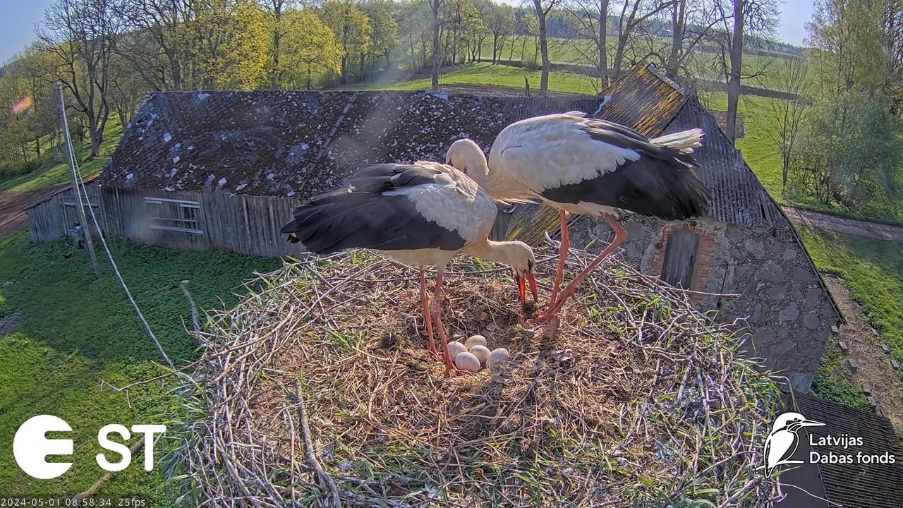 Baltie stārķi (Ciconia ciconia) Tukuma novadā - LDF tiešraide __ White storks in Tukums, Latvia 11-9