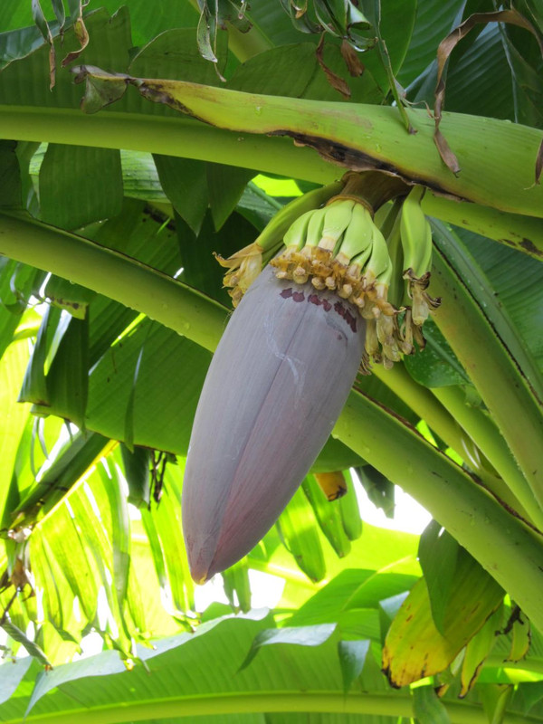 Musa sikkimensis